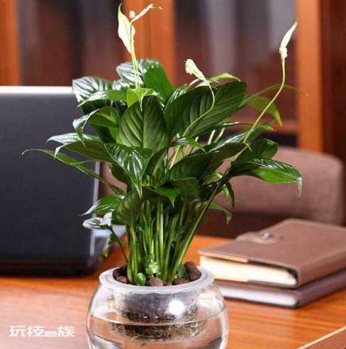一帆风顺可以水养吗(水培一帆风顺的2个技巧开花不断)-图片5